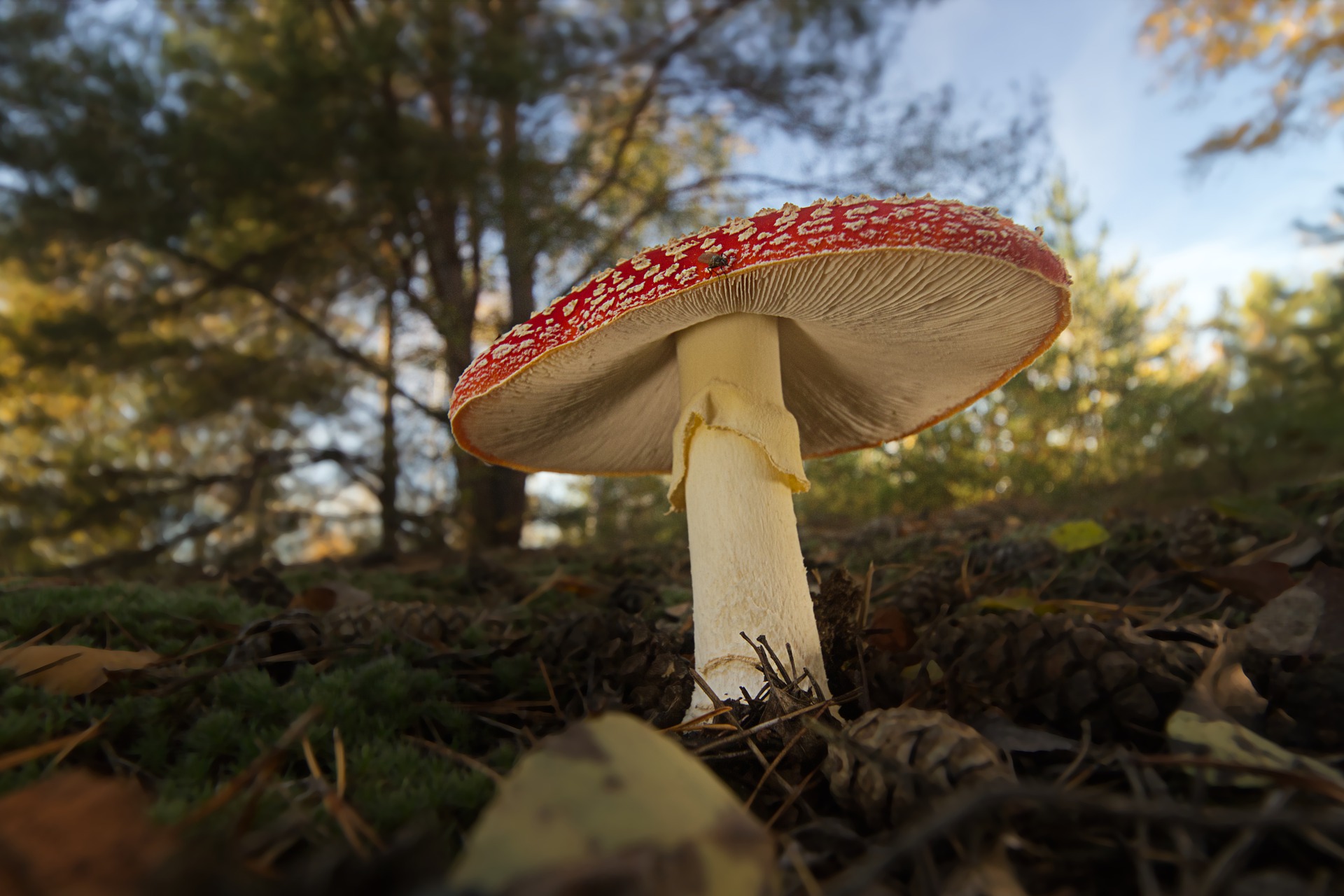 Amanita muscaria, what’s all the fuss about?